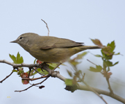 Orange crowned Warbler 2197